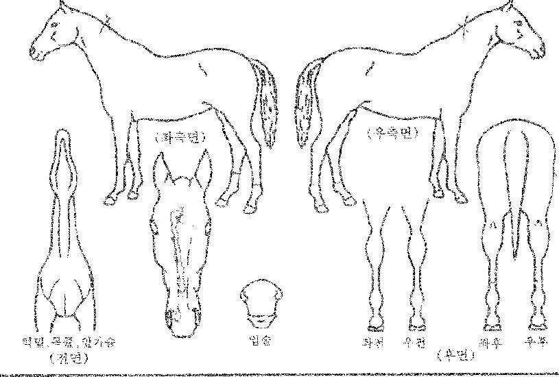 ½ºÅ¸¸®½ºÆ®ÀÇ Ãø¸é,¿ì¸é,µÞ¸é,µÎ»ó,´Ù¸®ÀÇ Æ¯Â¡µµÇØ