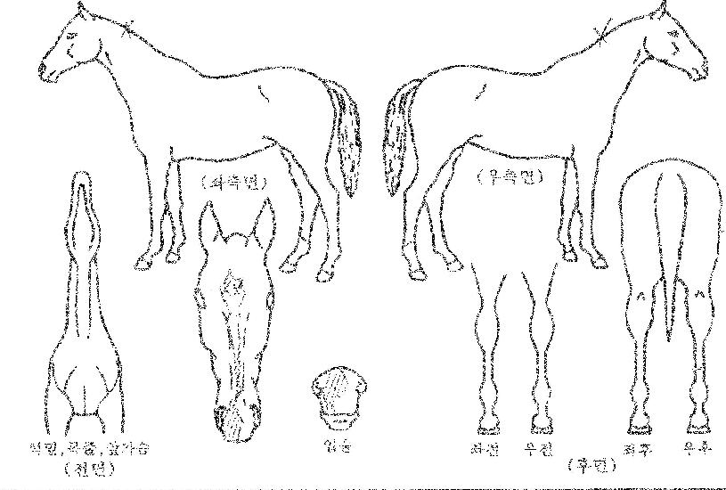 »ï¹ÙÀÇ Ãø¸é,¿ì¸é,µÞ¸é,µÎ»ó,´Ù¸®ÀÇ Æ¯Â¡µµÇØ