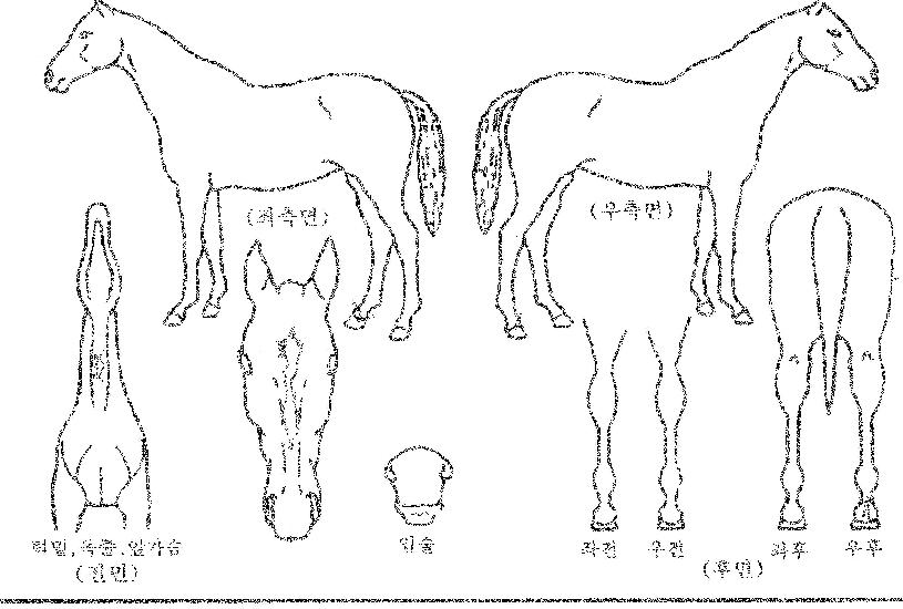´ë±æÀÌÀÇ Ãø¸é,¿ì¸é,µÞ¸é,µÎ»ó,´Ù¸®ÀÇ Æ¯Â¡µµÇØ