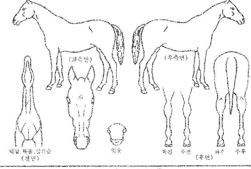 �޷���Ӻ��� ����,���,�޸�,�λ�,�ٸ��� Ư¡����