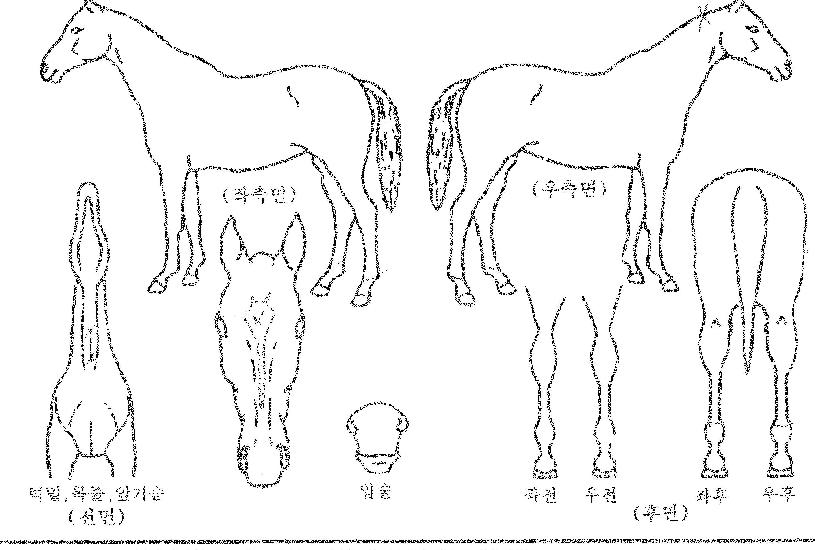 �����ǽ�Ÿ�� ����,���,�޸�,�λ�,�ٸ��� Ư¡����