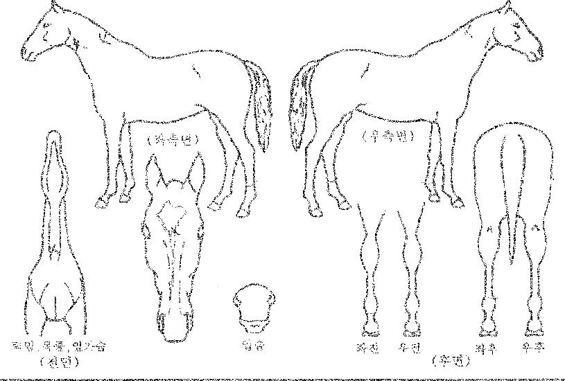 �����Ǽ��� ����,���,�޸�,�λ�,�ٸ��� Ư¡����