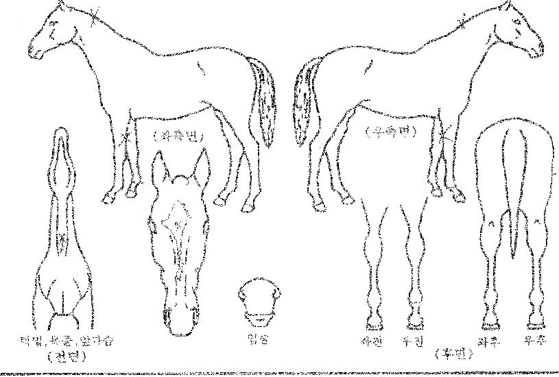 ��õ��Ÿ�� ����,���,�޸�,�λ�,�ٸ��� Ư¡����