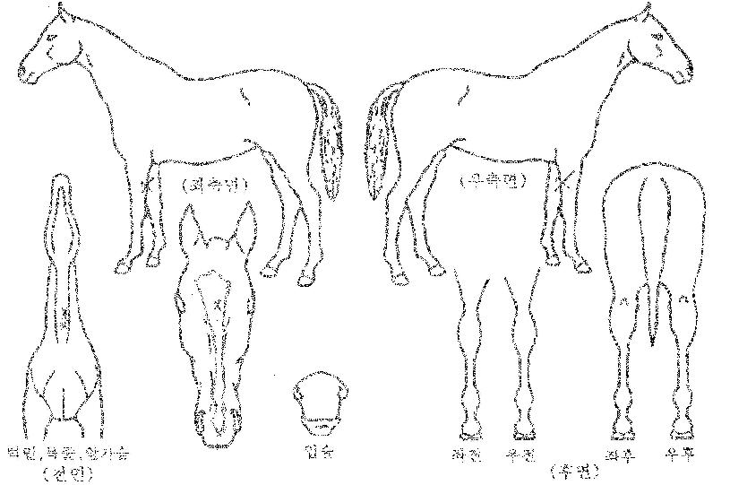 ´õ縰ÀúÀÇ Ãø¸é,¿ì¸é,µÞ¸é,µÎ»ó,´Ù¸®ÀÇ Æ¯Â¡µµÇØ