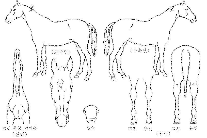 �������� ����,���,�޸�,�λ�,�ٸ��� Ư¡����