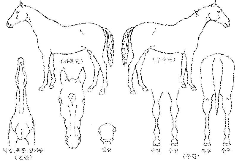 �뺧���� ����,���,�޸�,�λ�,�ٸ��� Ư¡����