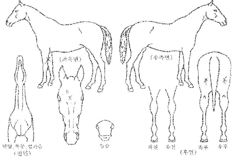 �������׶��� ����,���,�޸�,�λ�,�ٸ��� Ư¡����
