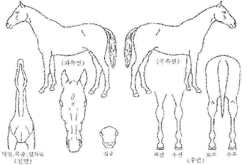 ��¿�Ƽ������ ����,���,�޸�,�λ�,�ٸ��� Ư¡����