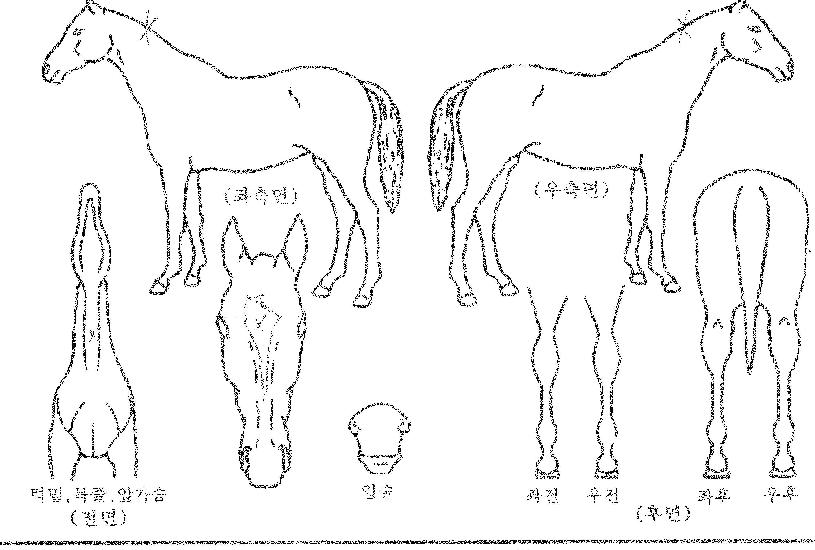 ·¿Ã÷¿µÃµÀÇ Ãø¸é,¿ì¸é,µÞ¸é,µÎ»ó,´Ù¸®ÀÇ Æ¯Â¡µµÇØ
