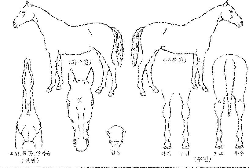 º£½ºÆ®Ã¤ÇÃÀÇ Ãø¸é,¿ì¸é,µÞ¸é,µÎ»ó,´Ù¸®ÀÇ Æ¯Â¡µµÇØ
