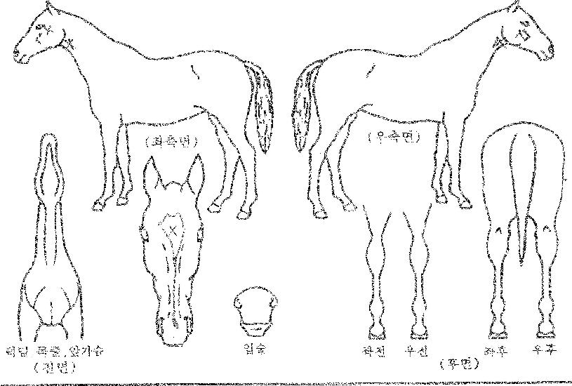 ¹ÌÁîÅÙÀÇ Ãø¸é,¿ì¸é,µÞ¸é,µÎ»ó,´Ù¸®ÀÇ Æ¯Â¡µµÇØ
