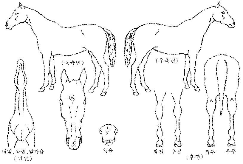 ��ȭ�Ѱ��� ����,���,�޸�,�λ�,�ٸ��� Ư¡����