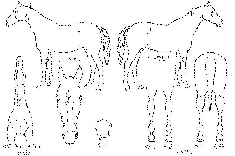 ���̾Ƹ��ŷ�� ����,���,�޸�,�λ�,�ٸ��� Ư¡����