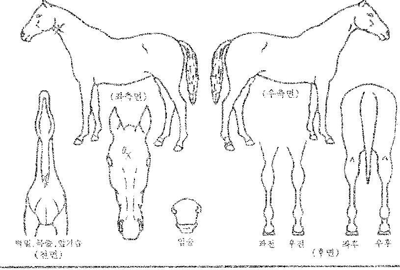 »çÀ̹öÀÇ Ãø¸é,¿ì¸é,µÞ¸é,µÎ»ó,´Ù¸®ÀÇ Æ¯Â¡µµÇØ