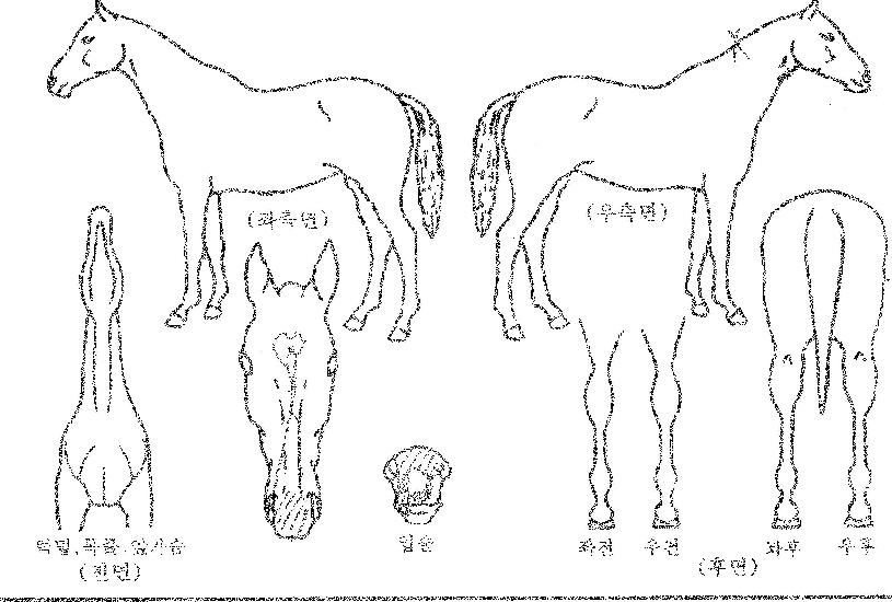 ¿¡ÆçÀÇ Ãø¸é,¿ì¸é,µÞ¸é,µÎ»ó,´Ù¸®ÀÇ Æ¯Â¡µµÇØ