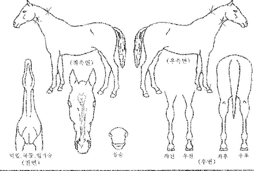 ÆÈµµ´ë·ÎÀÇ Ãø¸é,¿ì¸é,µÞ¸é,µÎ»ó,´Ù¸®ÀÇ Æ¯Â¡µµÇØ