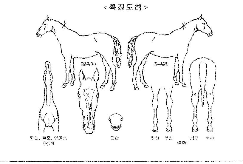 �ȵ���Ÿ�� ����,���,�޸�,�λ�,�ٸ��� Ư¡����