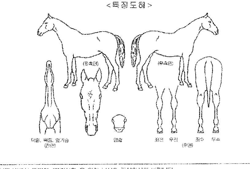 ���ǵ念���� ����,���,�޸�,�λ�,�ٸ��� Ư¡����