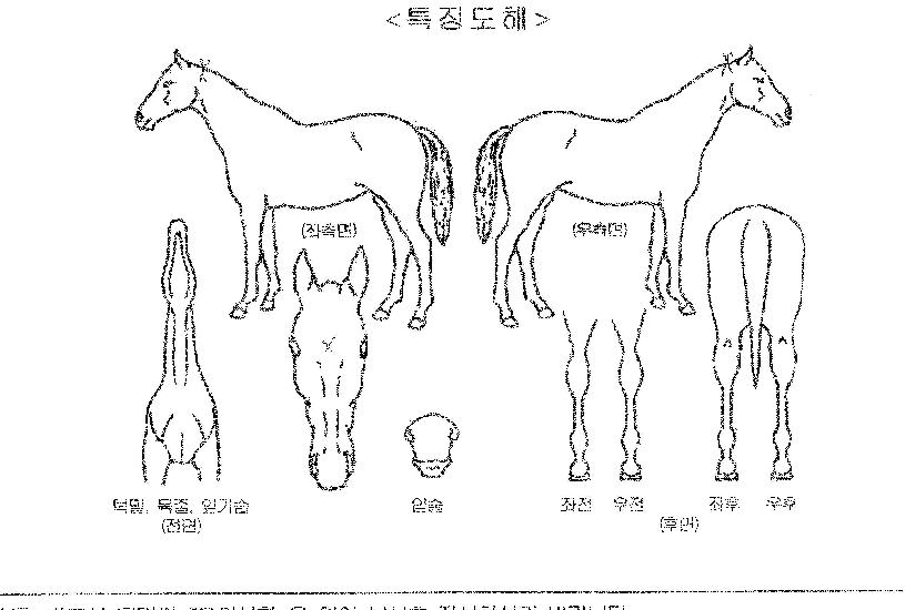 ºÒ²É¹Ù¶÷ÀÚ¸¶ÀÇ Ãø¸é,¿ì¸é,µÞ¸é,µÎ»ó,´Ù¸®ÀÇ Æ¯Â¡µµÇØ