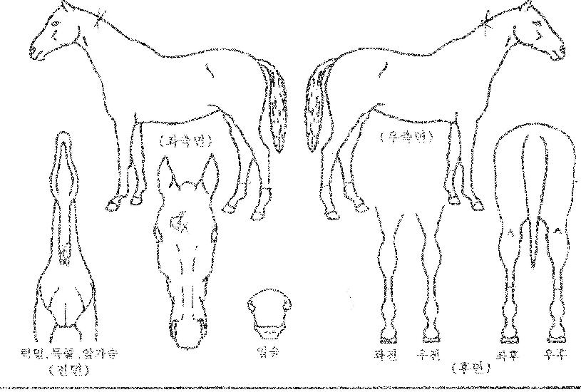 À§Ç÷¡½Ã¸¶¸°ÀÇ Ãø¸é,¿ì¸é,µÞ¸é,µÎ»ó,´Ù¸®ÀÇ Æ¯Â¡µµÇØ