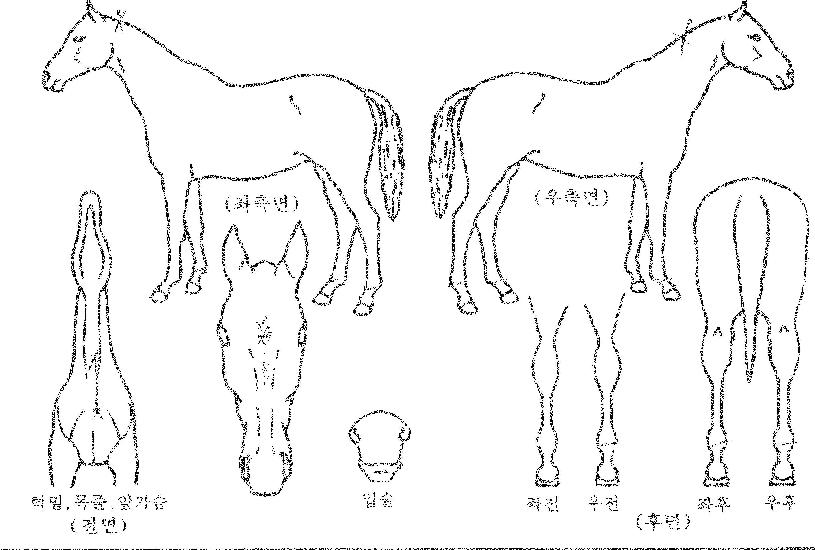 ´ºÀ轺À®ÀÇ Ãø¸é,¿ì¸é,µÞ¸é,µÎ»ó,´Ù¸®ÀÇ Æ¯Â¡µµÇØ