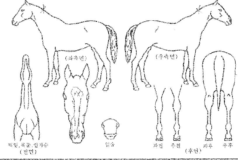 ��������� ����,���,�޸�,�λ�,�ٸ��� Ư¡����