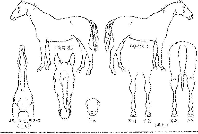 ºê¶óÀ̾ðÆÄÅ©ÀÇ Ãø¸é,¿ì¸é,µÞ¸é,µÎ»ó,´Ù¸®ÀÇ Æ¯Â¡µµÇØ