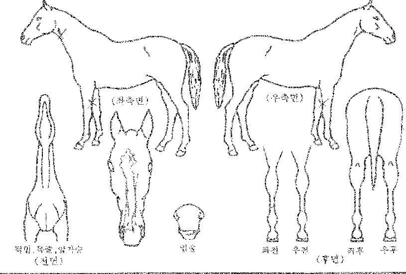 ¿À½ºÅéÀÇ Ãø¸é,¿ì¸é,µÞ¸é,µÎ»ó,´Ù¸®ÀÇ Æ¯Â¡µµÇØ