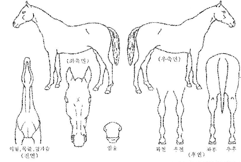 ���Ʈ�� ����,���,�޸�,�λ�,�ٸ��� Ư¡����