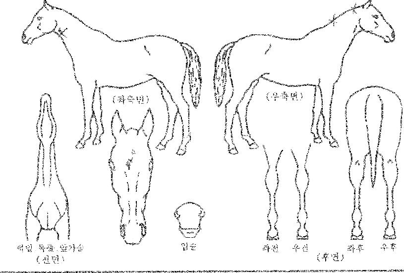 Àεð¾ðÁÙ¸®¿§ÀÚ¸¶ÀÇ Ãø¸é,¿ì¸é,µÞ¸é,µÎ»ó,´Ù¸®ÀÇ Æ¯Â¡µµÇØ
