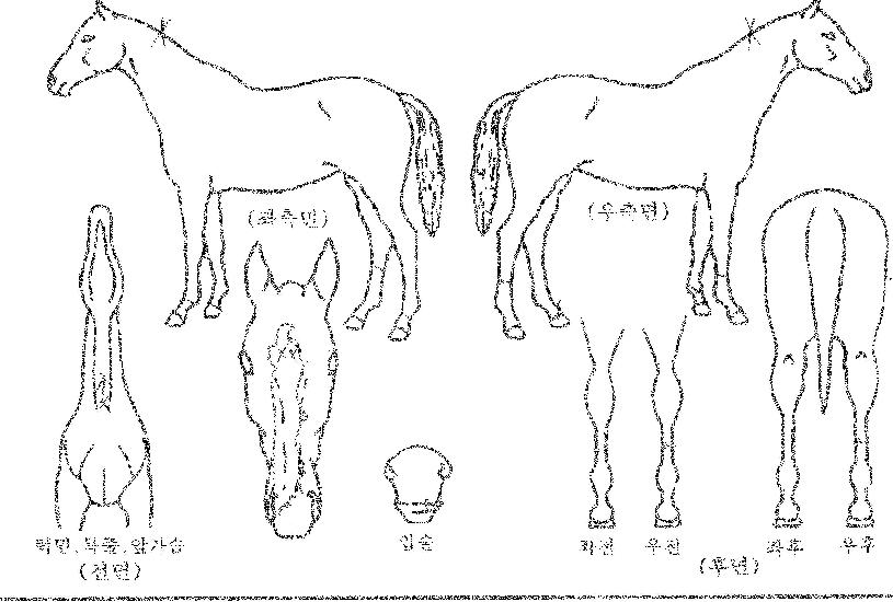 �ο����̾��� ����,���,�޸�,�λ�,�ٸ��� Ư¡����