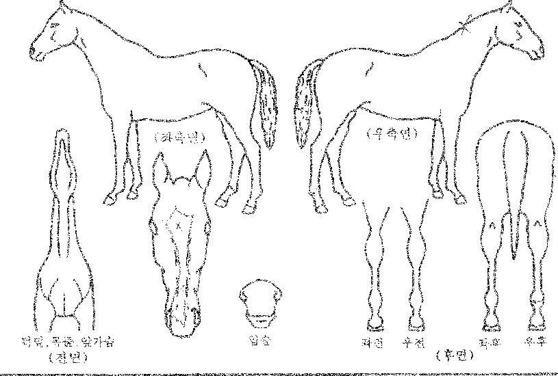 °¡¶ó°¡¶ó°¡ÀÇ Ãø¸é,¿ì¸é,µÞ¸é,µÎ»ó,´Ù¸®ÀÇ Æ¯Â¡µµÇØ
