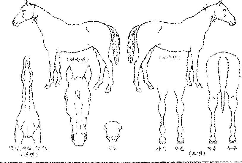 °¨µ¿ÀǼø°£ÀÇ Ãø¸é,¿ì¸é,µÞ¸é,µÎ»ó,´Ù¸®ÀÇ Æ¯Â¡µµÇØ