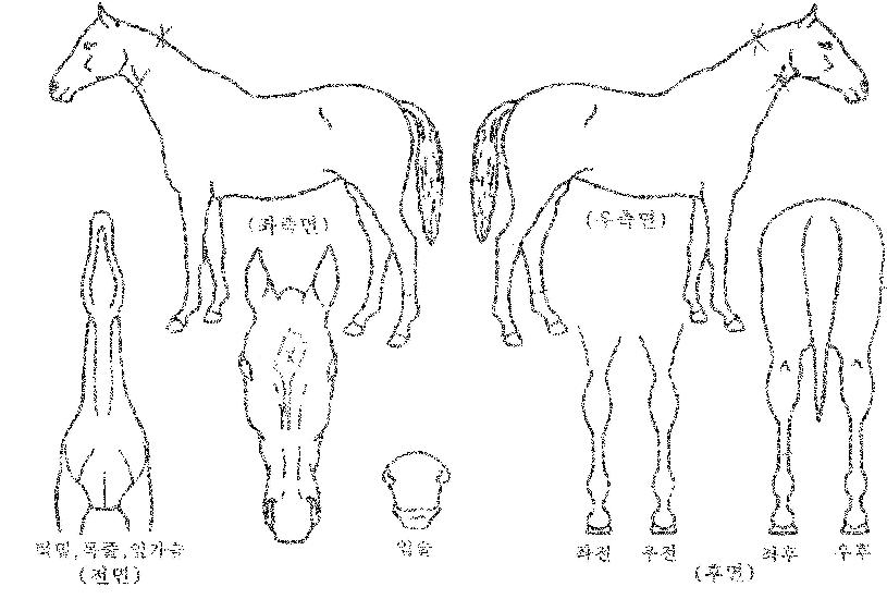 Ä¡ÇÁÀ§³ÊÀÇ Ãø¸é,¿ì¸é,µÞ¸é,µÎ»ó,´Ù¸®ÀÇ Æ¯Â¡µµÇØ