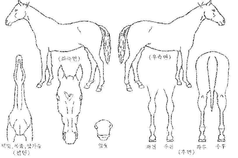 �ƿ�������� ����,���,�޸�,�λ�,�ٸ��� Ư¡����