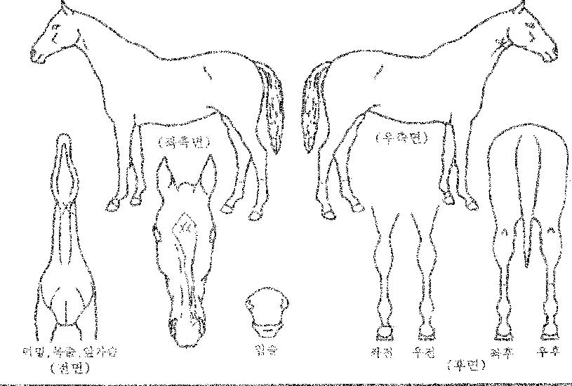 ÄýÁîÆÇŸÁöÀÇ Ãø¸é,¿ì¸é,µÞ¸é,µÎ»ó,´Ù¸®ÀÇ Æ¯Â¡µµÇØ