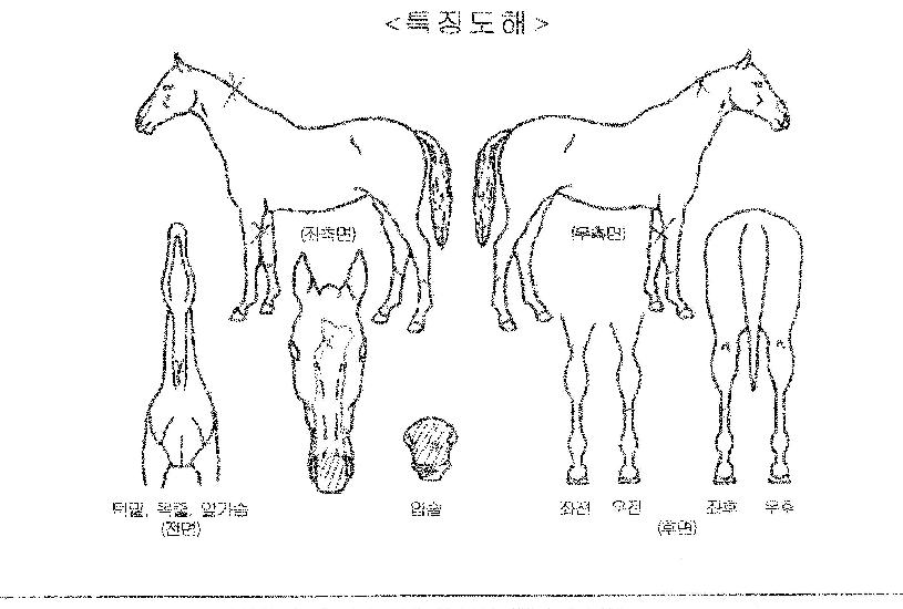 ���弱�� ����,���,�޸�,�λ�,�ٸ��� Ư¡����