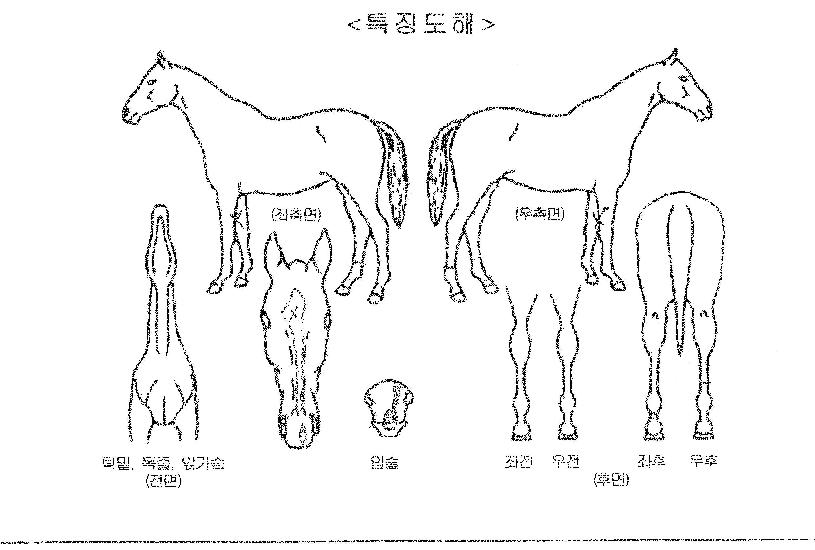 ÁÒÀÌºí·¹À̵åÀÇ Ãø¸é,¿ì¸é,µÞ¸é,µÎ»ó,´Ù¸®ÀÇ Æ¯Â¡µµÇØ