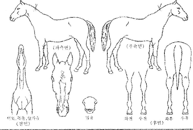 �������Ÿ�� ����,���,�޸�,�λ�,�ٸ��� Ư¡����