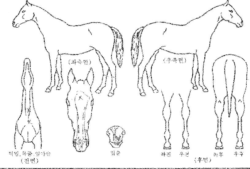 ´ÙÀ̳ª¹Í¶÷º¸ÀÇ Ãø¸é,¿ì¸é,µÞ¸é,µÎ»ó,´Ù¸®ÀÇ Æ¯Â¡µµÇØ