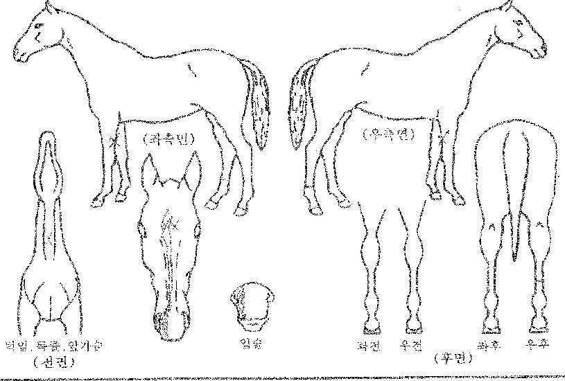 ������̸��� ����,���,�޸�,�λ�,�ٸ��� Ư¡����