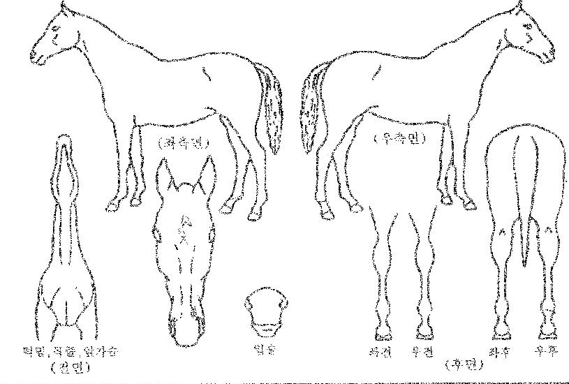 ¹éµÎÀÇžçÀÇ Ãø¸é,¿ì¸é,µÞ¸é,µÎ»ó,´Ù¸®ÀÇ Æ¯Â¡µµÇØ