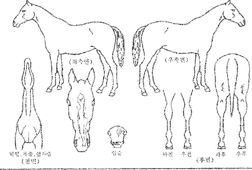 ¹éµÎÄýÀÇ Ãø¸é,¿ì¸é,µÞ¸é,µÎ»ó,´Ù¸®ÀÇ Æ¯Â¡µµÇØ