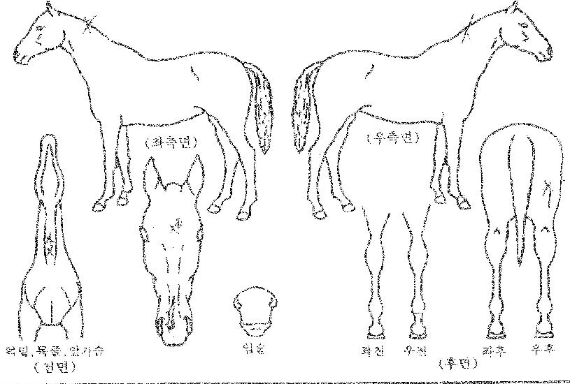 ºóƼÁöÅÍÇÁÀÚ¸¶ÀÇ Ãø¸é,¿ì¸é,µÞ¸é,µÎ»ó,´Ù¸®ÀÇ Æ¯Â¡µµÇØ
