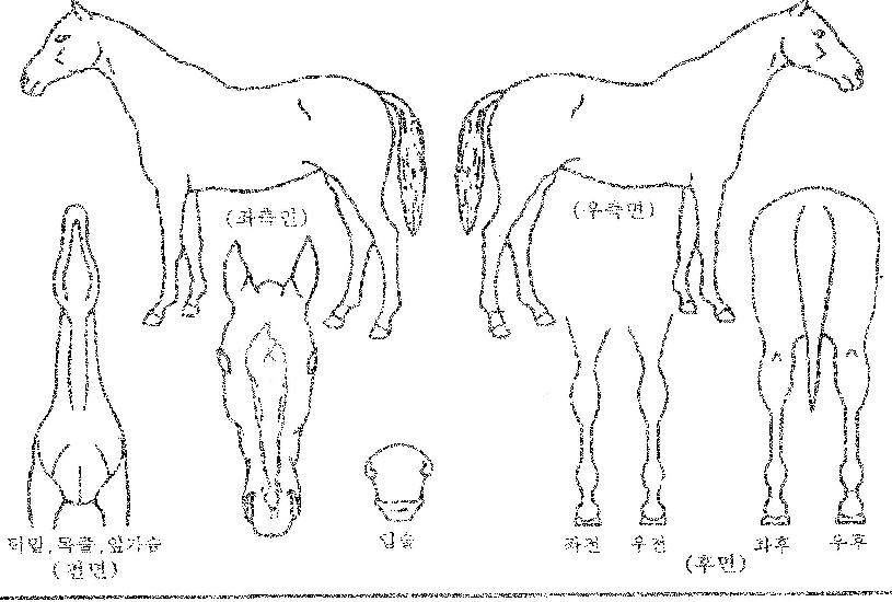 ¾Æµ¨ÀǽÅÀÇ Ãø¸é,¿ì¸é,µÞ¸é,µÎ»ó,´Ù¸®ÀÇ Æ¯Â¡µµÇØ