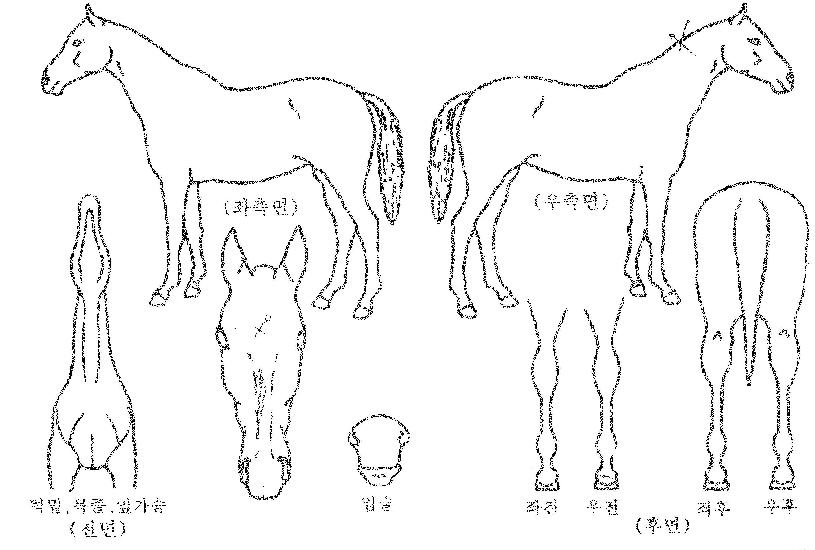 Áö»ê¿À¸§ÀÇ Ãø¸é,¿ì¸é,µÞ¸é,µÎ»ó,´Ù¸®ÀÇ Æ¯Â¡µµÇØ