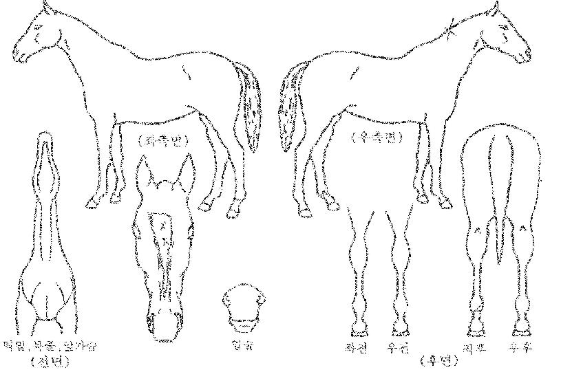 ��罺ī���� ����,���,�޸�,�λ�,�ٸ��� Ư¡����