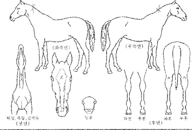 ½ºÅµ·¯³ÊÀÚ¸¶ÀÇ Ãø¸é,¿ì¸é,µÞ¸é,µÎ»ó,´Ù¸®ÀÇ Æ¯Â¡µµÇØ