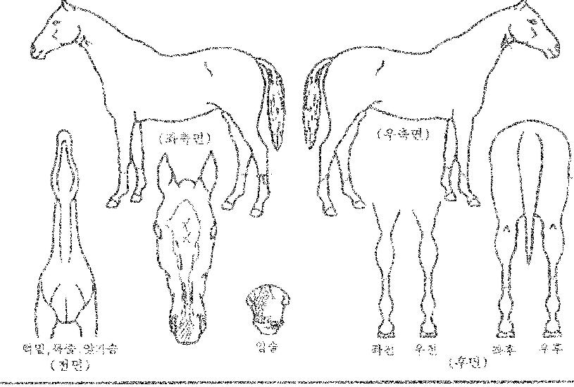 �����Ŀ��� ����,���,�޸�,�λ�,�ٸ��� Ư¡����