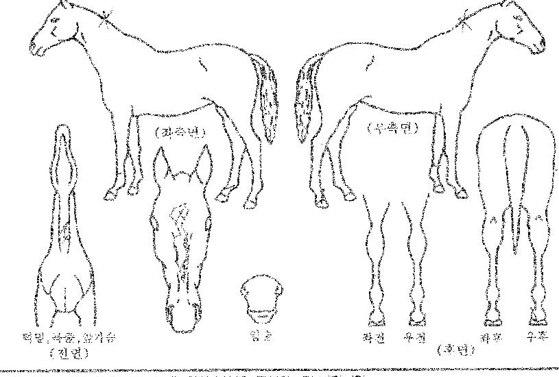 �����Ǻ��� ����,���,�޸�,�λ�,�ٸ��� Ư¡����